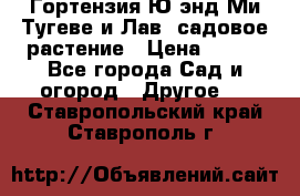 Гортензия Ю энд Ми Тугеве и Лав, садовое растение › Цена ­ 550 - Все города Сад и огород » Другое   . Ставропольский край,Ставрополь г.